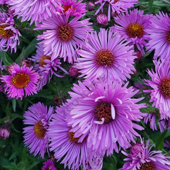 Астра новоанглийская в асс.V1,5л