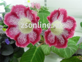 Изображение загружено обработкой по данным файла Excel