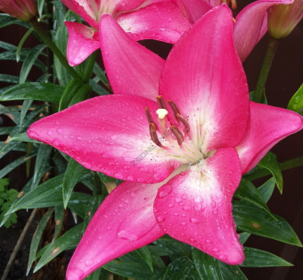 Лилия ЛА-Гибрид Арбатакс