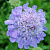 Скабиоза японская Ritz Blue, голубой, h20 см C 1л 