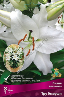 Лилия восточная Тру Эмоушн 12-14/К 2шт