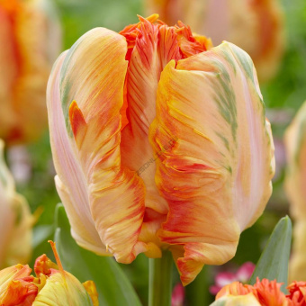 Тюльпан Попугайный Пэррот Кинг, 10 шт