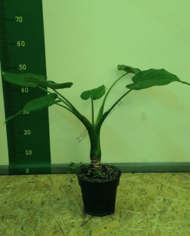 Алоказия D17 H55 см