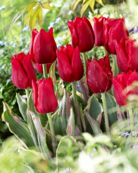 Тюльпан Простой ранний Мери Крисмас