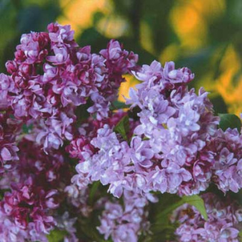 siren_obyknov_kolhoznica