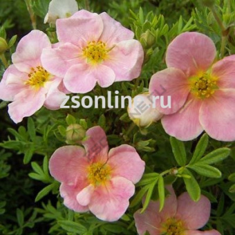 Изображение загружено обработкой по данным файла Excel