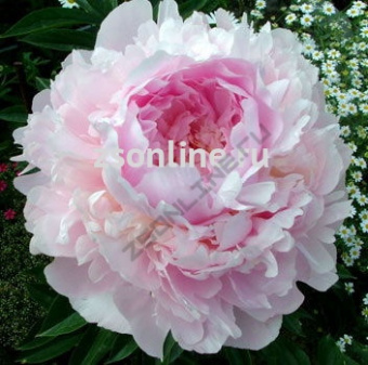 Изображение загружено обработкой по данным файла Excel