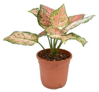Аглаонема Ред Валентин, пал d12 h35см