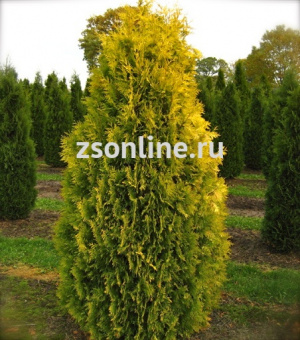 Изображение загружено обработкой по данным файла Excel