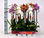 Орхидея Фаленопсис  9-10/60-70 см 