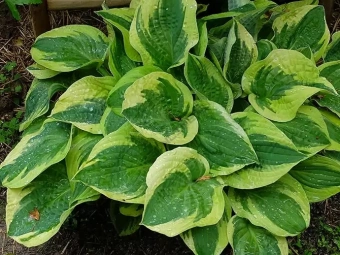 Хоста Вайд Брим, C3