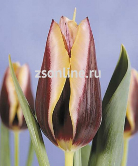 Изображение загружено обработкой по данным файла Excel