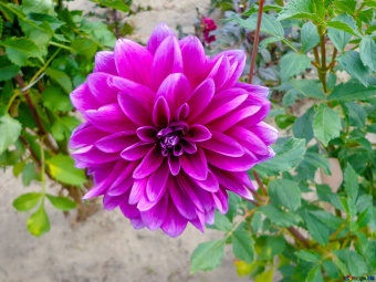 dahlia-autumn-flower-beautiful-35931