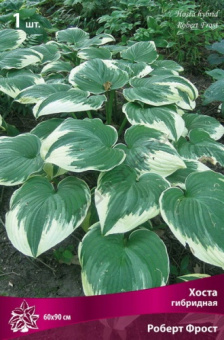 hosta_gibrid_robert_frost_kaper