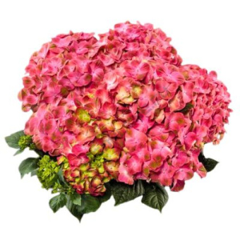 Гортензия крупнолистовая Мэджикал Глосси Липс/ЦКорЛюкс