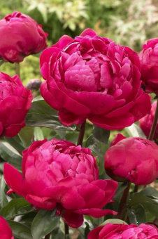 Пион молочноцветковый Ред Сара Бернар