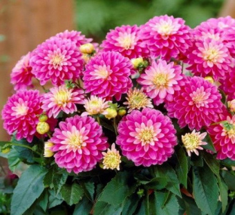 Георгин Gallery Rembrandt,1шт