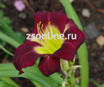 Изображение загружено обработкой по данным файла Excel