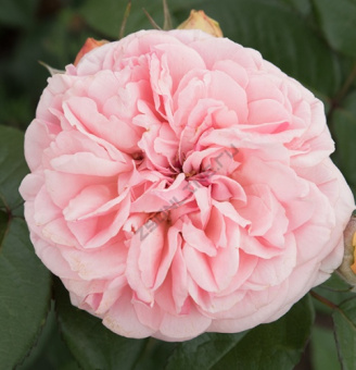 Роза флорибунда Мария Тереза/ЦКор