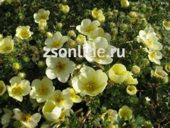 Изображение загружено обработкой по данным файла Excel