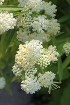 Ваточник мясо-красный Ice Ballet