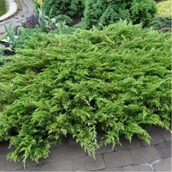 Можжевельник казацкий C7,5 70-80