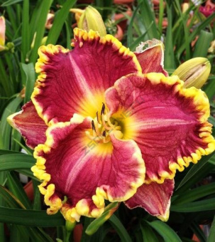 Лилейник гибридный Дарья