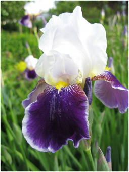 Ирис бородатый Вабаш