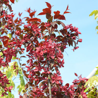 Яблоня декоративная Роялти С5/С7,5 Н80-100