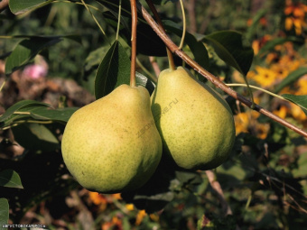 НоменклатураПрисоединенныеФайлы