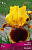 Ирис бородатый Хуп ем Ап(верхние лепестки ярко-желтые,нижние темно-бордовые с желтой каймой,1шт)