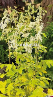 Изображение загружено обработкой по данным файла Excel