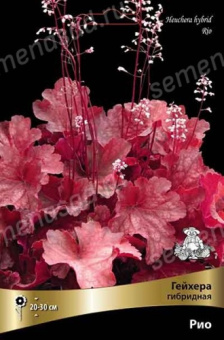 Гейхера гибридная Рио*/К