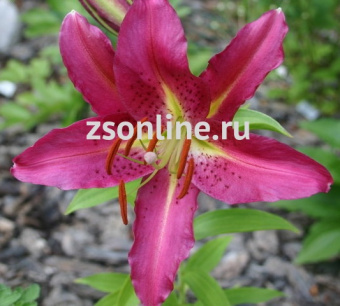 Изображение загружено обработкой по данным файла Excel