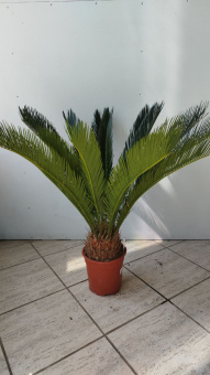 Цикас  19/65-75 см