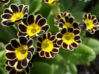 Примула высокая Сильвер Лейс Блэк