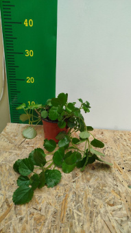 Плектрантус D12