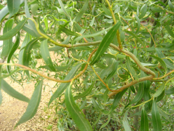 НоменклатураПрисоединенныеФайлы