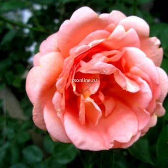 Изображение загружено обработкой по данным файла Excel