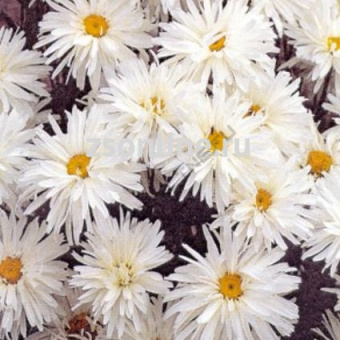 Изображение загружено обработкой по данным файла Excel