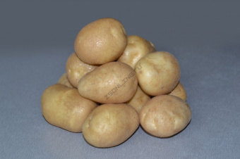 semennoj-kartofel-udacha-900x600