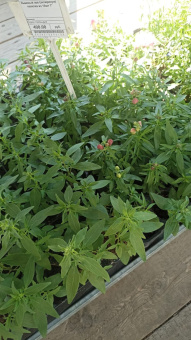 Львиный зев (антиринум) палетка из 10шт Т*