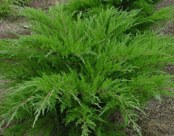 Можжевельник средний Минт Джулеп, Juniperus x pfilzeriana Mint Julep, в горшке 2,5л, 30-40 см
