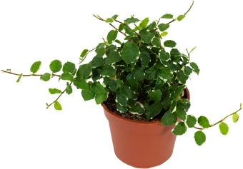 Фикус pumila микс D9 H10см