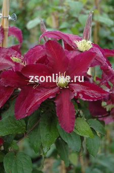НоменклатураПрисоединенныеФайлы