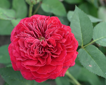 Роза английская чайно-гибридная Тесс