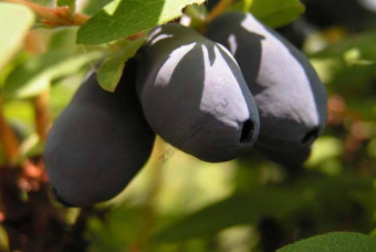 Жимолость съедобная Нижегородская ранняя