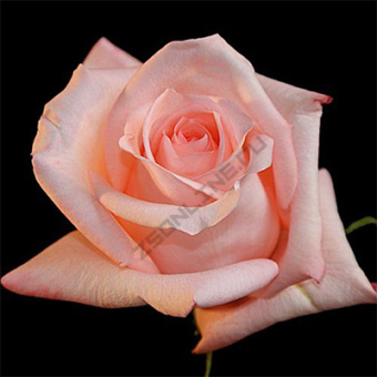 rosa_chaino_gibrid_angajement