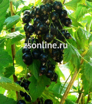 Изображение загружено обработкой по данным файла Excel