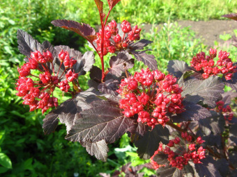 Пузыреплодник калинолистный Диаболо